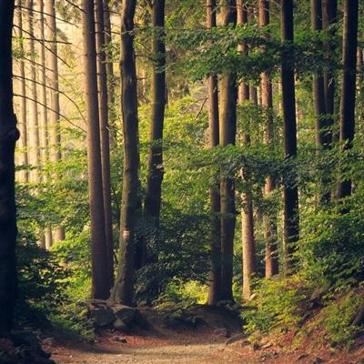 开元棋脾app下载